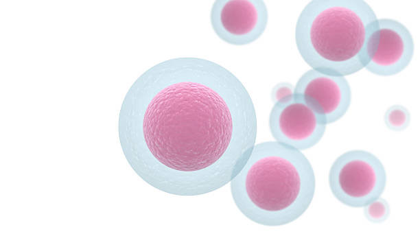 Occyte Handling